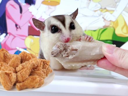 蜜袋鼯饲养攻略之挑食怎么办,调整饮食习惯就能解决