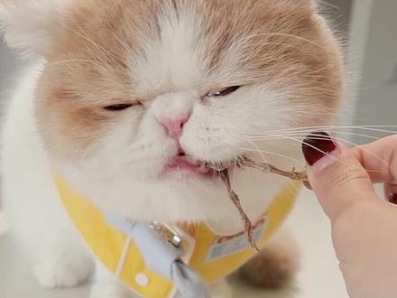给你们看看如何把一只猫养胖!请把耳机音量调大~#猫 #吃播