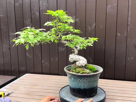 一颗性价比超高的中品榛子盆景盆栽,既有老度又有变化,切莫错过 一颗性价比超高的中品榛子盆景盆栽,既有老度又有变化,价格只要2800,切莫错过
#盆景#盆栽#榛子#盆景艺术#日本盆景