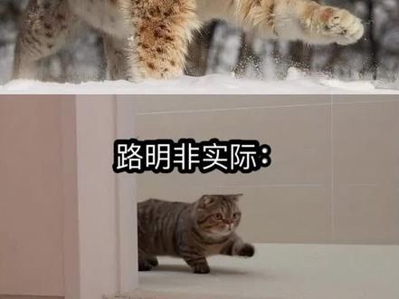 路明非的二十个秘密 #龙族 #路明非 #楚子航 #小说#曼波