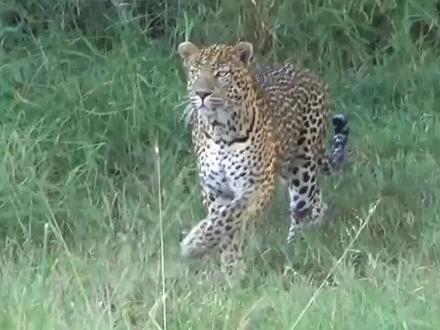 草原雕偷袭小猎豹,猎豹妈妈怒了冲到树上,把草原雕五马分尸 #动物世界 #纪录片解说