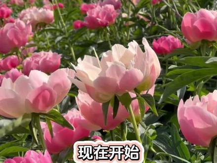 菏泽的“庄稼”可不止有牡丹!爆火的“山东大芍药”再次欢迎您 #芍药 #菏泽芍药 #爱生活爱养花 #抖音助农