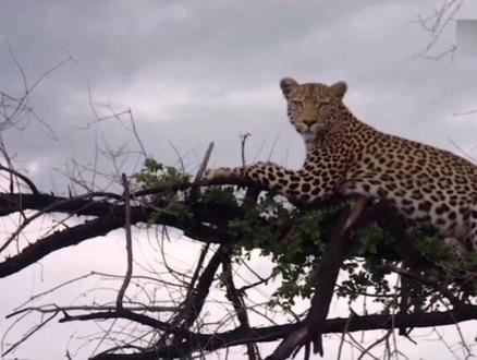 花豹母亲艰难抚养两只幼崽的温馨故事#爱护大自然保护野生动物 #动物世界 #奇妙的动物 #敬畏自然