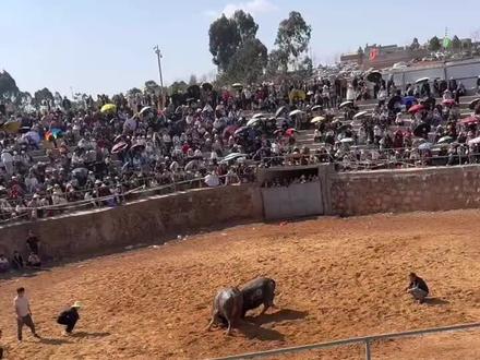 云南曲靖陆良小百户镇打鼓彝族村斗牛大赛正在进行中,明天正月初六还有一天!
在我们云南每一个斗牛场随时都可以爆满,人气上座率非常之高,唯一缺点就是没建设防晒防雨物价,风吹日晒雨淋的!
今天石林亚太斗牛场人气同样非常高,亚太斗牛场最大爆炸新闻二当家大猛禽本身是守擂台却第一轮淘汰出局,没有名次!今晚石林亚太斗牛场天亮文化,来自云南贵州报名参赛的名牛比较多,石林亚太斗牛场奖金比较高!冠军🏆36万人民币!我们也是牛迷之一,今晚在石林坚守到最后!
十年打工还是工,不如回家养牛变富翁,养牛也是致富之路,现在养牛还来得及咯……#有一种叫云南的生活 #斗牛爱好者一路长虹 #在云南过年有多热闹 #民族特色民族文化 #云南周少 @DOU+小助手