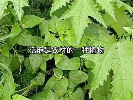 大馋丫头第一次尝试活麻#植物科普 #摘野菜