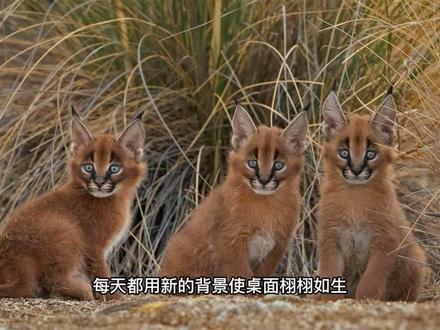 bing壁纸软件,桌面每日一更新世界各地美景的精美图片 #软件分享 #壁纸软件 #自然风景