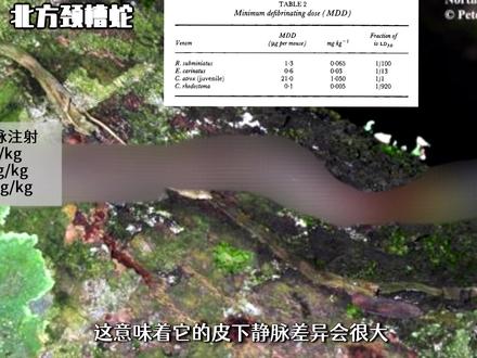 五步蛇只拍第35?中国毒蛇毒性排行榜2023版! #五步蛇 #动物科普 #蛇 #毒性