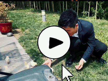 宇辉和六只小鸡的故事#东方甄选 #美好生活尽在抖音电商