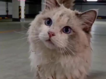 #随变ai随便玩 #随变ai合拍也太好玩了吧
猫:好久没人叫我宝贝了