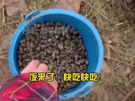 7.61 zGI:/ 鸭子吃田螺,连壳都不吐%搞笑配音 %搞笑动物 %搞笑动物配音 https://v.douyin.com/FR16NKn/ 复制此链接,打开Dou音搜索,直接观看视频!#逗大家开心一下