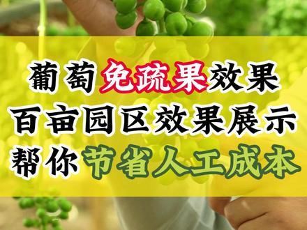 葡萄免疏果效果,帮你节省人工成本 #葡萄种植 #种植小技巧 #作丰客 #阳光玫瑰种植技术 #阳光玫瑰