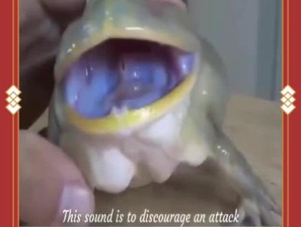 你听过各种青蛙的叫声吗?