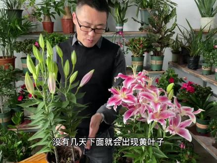 百合为啥养不了多久就出现黄叶,花朵开完后还会枯萎死去#花卉绿植 #百合 #上热门 #养花