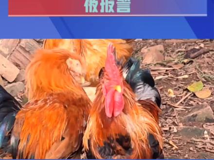 公鸡打呜影响高考生休息被报警