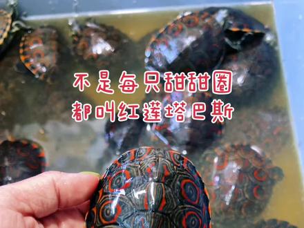 不是每只甜甜圈
都叫红莲塔巴斯#养龟日常 #龟 #观赏龟