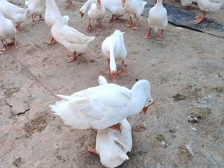 在整个生产蛋周期里,如果母鹅蹲在地上不起来,会被公鹅拆磨至死