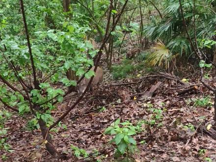 大蜀山的野猪都拖家带口了,上路上差点咬着人,小朋友都被吓哭了