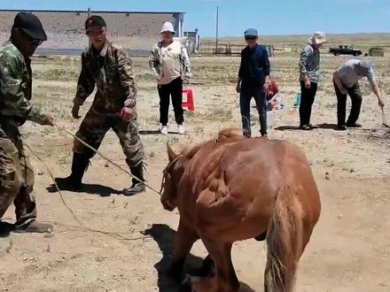 探秘乌拉特草原骟马蛋:4岁蒙古马绑腿后被放倒 #内蒙古巴彦淖尔 #骟马 #牧区生活