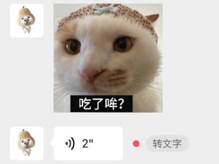 俺忙桌勒!!! #河南方言 #表情包配音 #猫咪 #猫meme yc@去spa 表情包来源@腊八蒜发福了