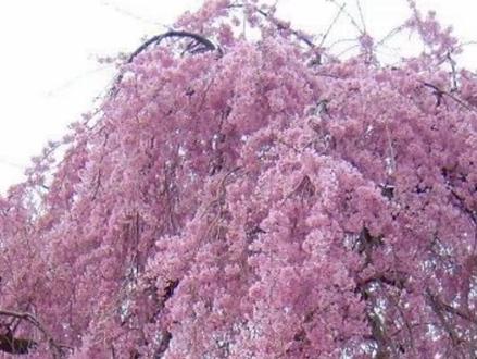 院子里栽种一棵樱花,开花时非常漂亮,自己院子就能观赏樱花