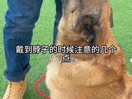 戴不好比打它一顿还狠
#李十七训犬 #p绳使用技巧 #德牧 #养狗经验分享