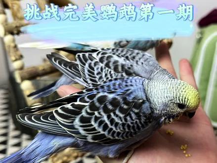 想养一个完美的鹦鹉 挑战养一个完美的鹦鹉,它能说话,能亲人,能放飞,综合这些特性选择了虎皮鹦鹉,肯定很难,但肯定也很精彩🦜🦜🦜#虎皮鹦鹉 #手养虎皮鹦鹉#跟着小温养鹦鹉#鹦鹉 #鹦鹉小白