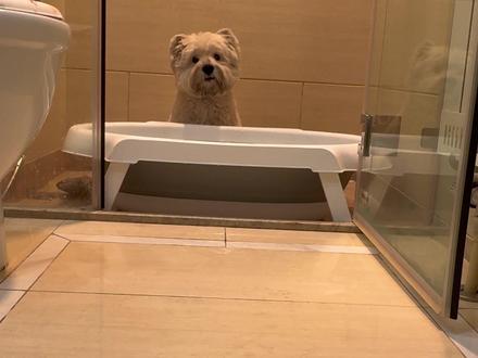 只要是你,再麻烦我也愿意 #西高地雪糕 #万物可爱计划 #养宠人的过冬指南 #我和它的365件小事 #治愈系