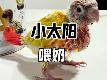 半毛小太怎么喂奶,参考一下#鹦鹉#鹦鹉喂奶 #小太阳鹦鹉