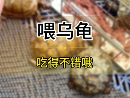 乌龟喂好,产蛋多多,我就是这样喂龟的#箱龟 #星点水龟 #乌龟喂食