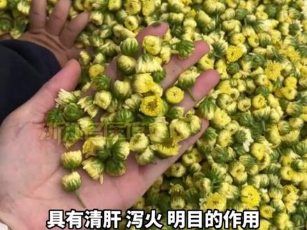 肝开窍于目,菊花,枸杞,决明子煮水喝 肝开窍于目,菊花,枸杞,决明子煮水喝,清肝明目,滋补肝肾。#菊花茶 #决明子 #茶饮 #养肝