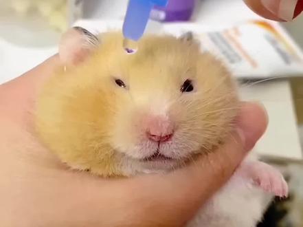 小仓鼠被滴眼液淹了#仓鼠🐹 #短视频 #搞笑视频