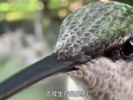 蜂鸟鹰蛾是蜂鸟吗 #蜂鸟鹰蛾 #蜂鸟 #守护镜头里的动物 #自然科普 #它是什么