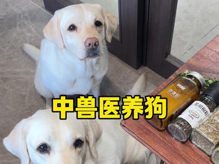 其实有很多调味料是小狗可以吃的,而且有很多好处!!#中兽医 #养狗经验分享 #养狗日常 #狗狗喂养知识 #兽医