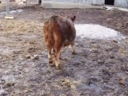 放气点火疗法
#骡子#牛#兽医#放气#胀气