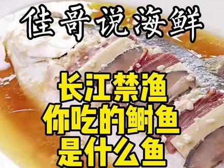 哪有什么天价鲥鱼,都人工养殖啦#奇妙知识在抖音 #科普 #冷知识 #海鲜美食 #美食推荐