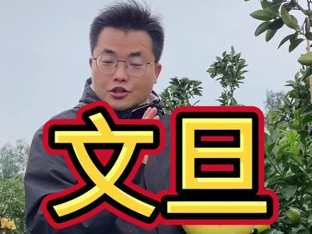 柚子里的天花板,文旦。作为吃货不容错过。#玉环文旦旅游节 @玉环旅游