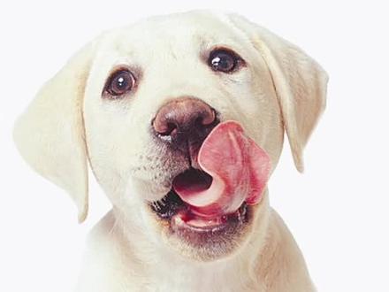 #狗狗 #萌宠百科 狗的这些行为是什么意思?