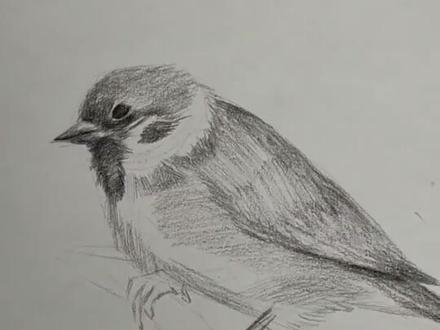 【分享】素描小麻雀,你学会吗?
#画画 #素描 #零基础学画画 #素描教程 #零基础素描 #美术生 #旧物 #零基础学画画 #速写教学 #一起学画画 #创意