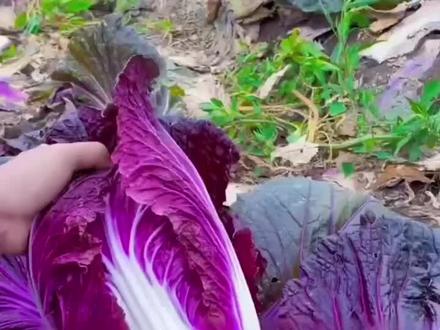 这个好看又好吃的紫白菜你见过吗?它营养丰富紫红的叶片含有丰富的花青素,用来凉拌或者炒菜都非常好吃!#紫白菜种子 #花卉绿植 #我的乡村生活
