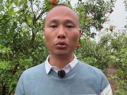 无人机打药比人工打药更容易产生药害! 高浓度,温度高,混配剂型和种类过多等都会提高产生药害的概率。#柑橘种植 #果树管理 #无人机打药 #病虫害防治