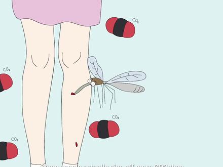 蚊子咬什么样的人? #科普一下 #蚊子咬什么人 #蚊子