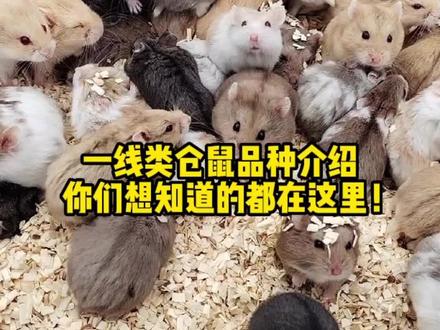 一线仓鼠品种介绍!@抖音热点 #创作灵感 #仓鼠养殖小知识 #一线仓鼠