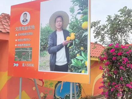 全红婵爸爸的文茂家庭农场采摘园#广东湛江#迈合村全红婵家乡#婵宝家果园#全红婵 #足迹时光拍摄花絮