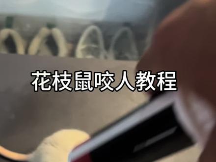 花枝鼠咬人教程,快学一学吧
#花枝鼠 #花枝鼠咬人