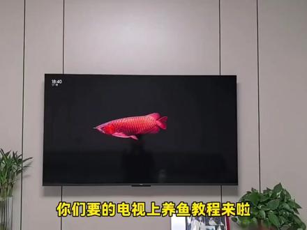 《古云宝库》电视养鱼教程来啦 #鱼缸 #养鱼 #电视养鱼教程 #电视屏保 #小米电视金龙鱼屏保下载
电视养鱼、电子养鱼、龙鱼、金龙鱼、钓鱼、鱼、金龙鱼电视屏保教程 电视、tcl电视