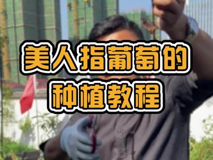 #美人指葡萄 家庭盆栽小技巧,看过来#云苗库 #果树种植