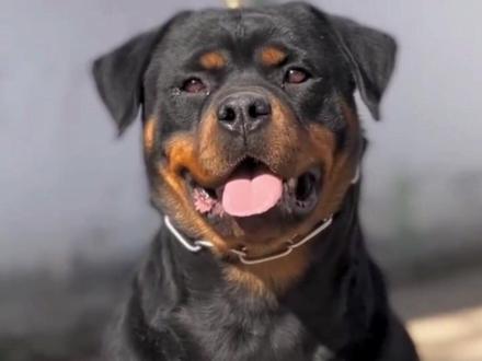 护卫犬中的大哥大。罗威纳。
#罗威纳护卫犬 #罗威纳 #狗狗