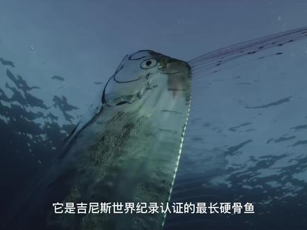 皇带鱼,孤独而神秘,体型巨大可以长到17米,重达270公斤 #海洋生物 #皇带鱼 #吉尼斯世界纪录
