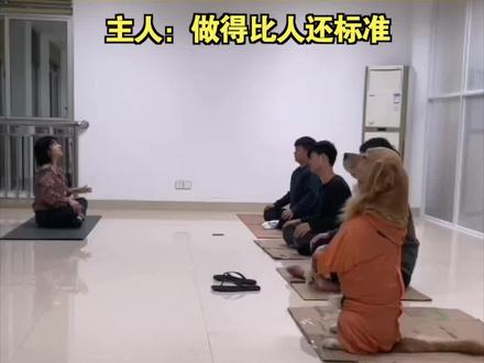 瑜伽高手!11月11日,福建漳州#狗狗趁主人不在占领瑜伽垫做瑜伽 主人:做得比人还标准。