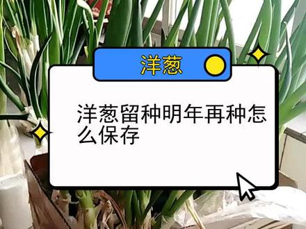 洋葱留种明年再种怎么保存